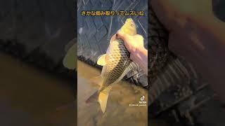 コイ捕まえて精子だして遊んだ