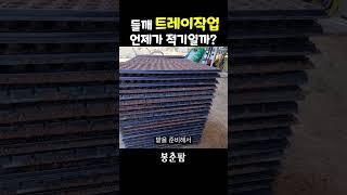 들깨 모종 트레이작업 시기 #shorts