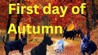 The first day of Autumn  for the Terriers | Thorpeman | Dog Walks