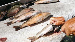 How To Fillet Mangrove Snapper Like A Pro