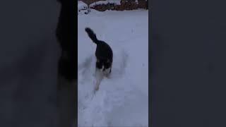 Мій кіт Чібо (1) #funny #shorts #домашніулюбленці #котики #cat #cute #snow #christmas #різдво