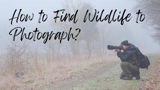 How to Find Wildlife to Photograph