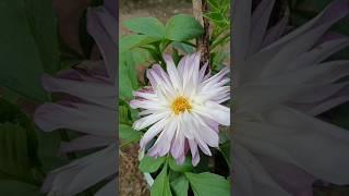 Dahlia flower plant care # shorts ||