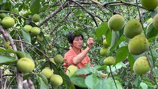 青梅酒、梅子露、盐梅子、糖梅子和梅子干，阿嬷一次全都安排上！丨green plum【闽湖阿嬤Fujian Grandma】