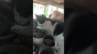 My cat eats my Mint  кошкая моя ест мою мяту #египет #красноеморе #кот #кошки #mint #cat #cats