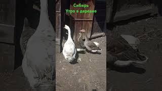 Сибирь,деревня 18.06.25г.утро в деревне #relaxingmusic #топ #Russia #Siberian