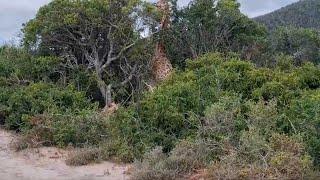 Male lion doesn't know what to do after sneaking up on a giraffe