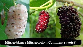 MÛRIER BLANC, MÛRIER NOIR : COMMENT SAVOIR ?