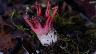 Aseroe rubra time lapse