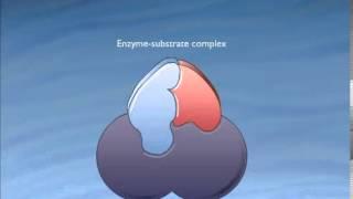 How Enzymes Work