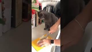 #cats #funnyvideo