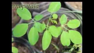 Buy Moringa Tree Seedlings