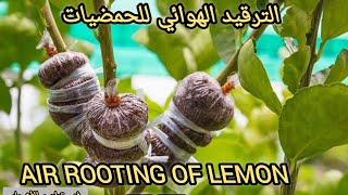 الترقيد الهوائي للحمضيات، الترقيد الهوائي لشجرة البرتقال ، إكثار  الأشجار عن طريق التجذير الهوائي