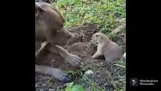 Conversation between pitbull and his buddy beaver | #animals#pets#dogs#funnyanimals#crazy ️shorts