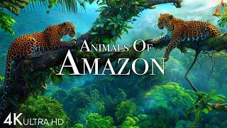 Animals of Amazon 4K - Animals That Call The Jungle Home | Amazon Rainforest |Scenic Relaxation Film