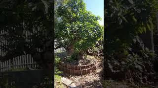 Lộc Vừng Đỏ