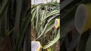  How To Cut Yellow Dragon Fruit  | Fresh Fruit Cutting In My Farm