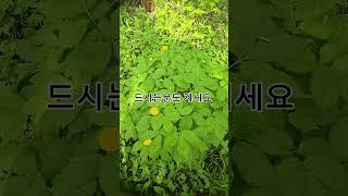 피나물 드실건가요? #농사 #garden #자연농원 #주말농사 #gardening #귀촌생활 #농사 #산골 #산나물 #flowers