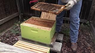 Bee Hive Inspection June 2022