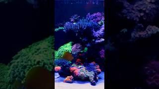 What Spectrum is BEST For Saltwater Aquariums?