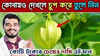 ফলটির দাম কোটি টাকার চেয়েও বেশি~কোথাও দেখলেই চুপ করে তুলে নিন | 9 Health Benefits of Golden Barry