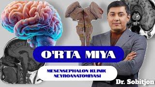 O'rta miya - Mesensephalon klinik neyroanatomiyasi