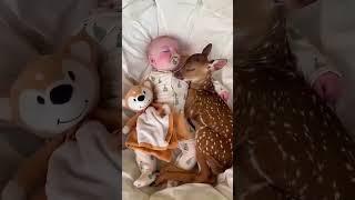 Baby Deer Finds New Loving Home After Being Abandoned #animalshorts