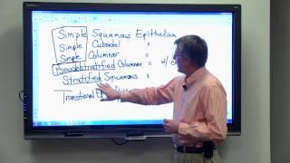 6 types of epithelial tissue