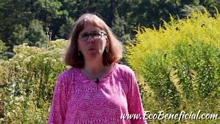 EcoBeneficial Tips:  Fall Flowers in The Pollinator Victory Garden