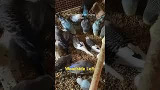 Parakeets enjoy dinner #woodsideloft