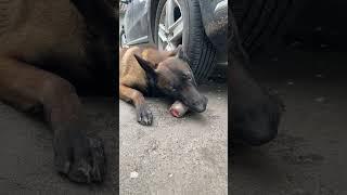 Malinois Linda eats beef tail. Delicious and healthy food for dogs :)