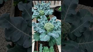 broccoli  picking new processing #broccoli #process #new