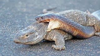 Cobra Snake Tries to Hunt Monitor Lizard