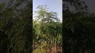 sendriy sheti ek prayog