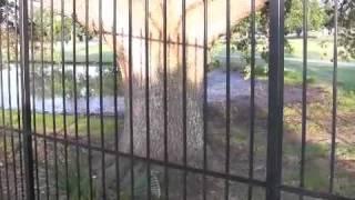 Formosan termites in New Orleans attack a 30 year old live oak tree.