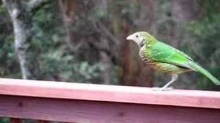 Green Catbird