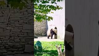 사육사 말 잘 듣는 푸바오 #푸바오 #푸바오중국 #푸바오근황 #워룽선수핑기지 #fubao #shorts