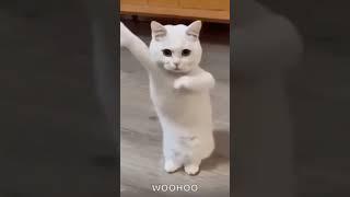 Miau miau #gatos #baile