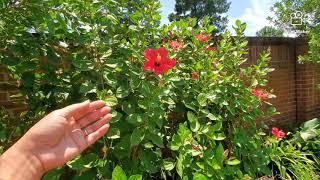 INLAW'S beautiful backyard+Colorful flowers |Gina in TEXAS