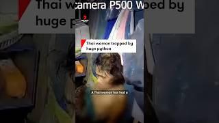 Thai woman trapped by huge python
