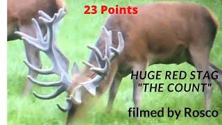 HUGE Wild Red Deer Stag"The Count" Out In Summer Velvet Antlers. (Zrzuty Gigantyczny Jelen)