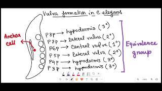 Vulva Formation in Sea Urchin by Snigdha Goswami (HINDI) | Developmental Biology