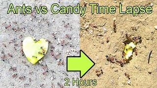 Time Lapse Ants Eating Heart Candy (ants vs candy timelapse)