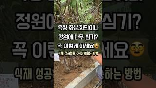 옥상.정원의 화분.화단에 나무를 심어 꾸미고 싶다면? 이렇게 나무 심으세요! #식물 #정원 #나무심기