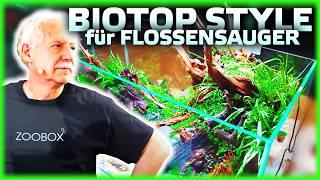 Flossensauger Aquarium einrichten – Biotop Style!