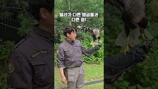 내 이름은 벨라! 카라카라죠.