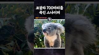 코알라 700마리를 죽인 스나이퍼