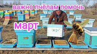 Март! Первые работы с пчёлами на пасеке! Пчеловодство!