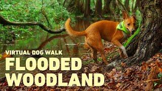 [NO ADS] Dog TV for Dogs to Watch  Virtual Dog Walk through Woodland  Relaxing Nature Sounds