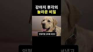 강아지 후각의 놀라운 비밀#쇼츠 #강아지 #반려동물 #댕댕이